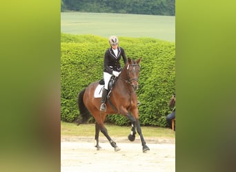 Trakehner, Merrie, 15 Jaar, 168 cm, Bruin