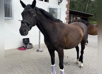 Trakehner, Merrie, 16 Jaar, 161 cm, Zwartbruin