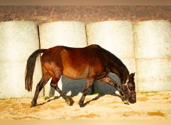 Trakehner, Merrie, 16 Jaar, 162 cm, Zwartbruin