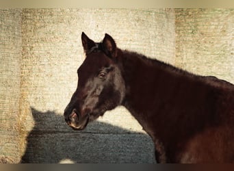 Trakehner, Merrie, 16 Jaar, 162 cm, Zwartbruin