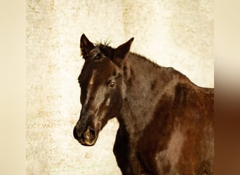 Trakehner, Merrie, 16 Jaar, 162 cm, Zwartbruin