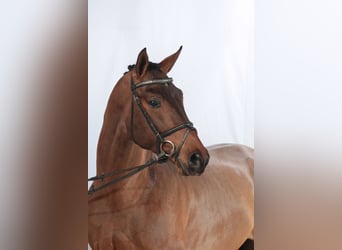 Trakehner, Merrie, 16 Jaar, 162 cm, Zwartbruin