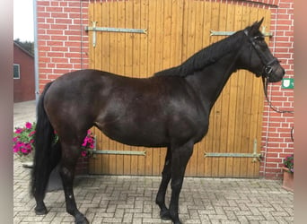 Trakehner, Merrie, 16 Jaar, 162 cm, Zwartbruin