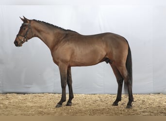 Trakehner, Merrie, 16 Jaar, 162 cm, Zwartbruin