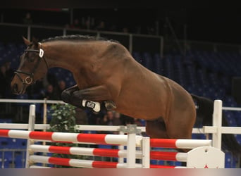 Trakehner, Merrie, 16 Jaar, 162 cm, Zwartbruin