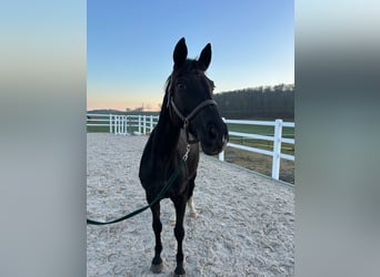 Trakehner, Merrie, 16 Jaar, 165 cm, Zwart
