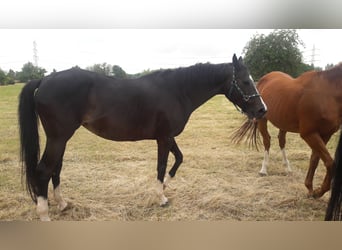 Trakehner, Merrie, 16 Jaar, 172 cm, Zwartbruin