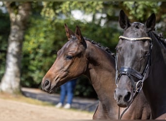 Trakehner, Merrie, 16 Jaar, Zwartbruin