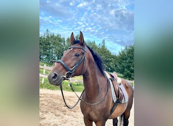 Trakehner, Merrie, 17 Jaar, 165 cm, Donkerbruin