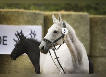 Trakehner, Merrie, 17 Jaar, 165 cm