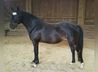 Trakehner, Merrie, 17 Jaar, 167 cm, Zwartbruin