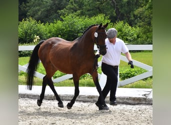 Trakehner, Merrie, 17 Jaar, Bruin