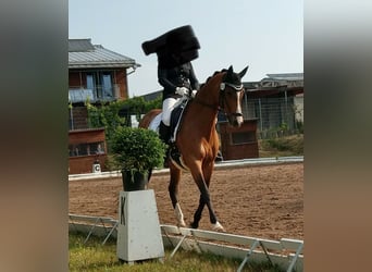 Trakehner, Merrie, 18 Jaar, 162 cm, Brauner