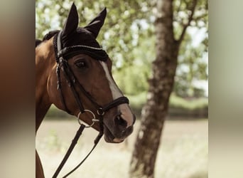 Trakehner, Merrie, 18 Jaar, 162 cm, Brauner