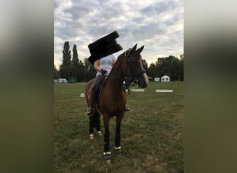 Trakehner, Merrie, 18 Jaar, 162 cm, Brauner