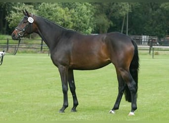 Trakehner, Merrie, 19 Jaar, 163 cm, Donkerbruin