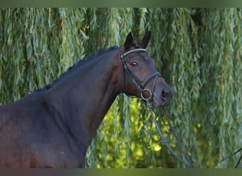 Trakehner, Merrie, 19 Jaar, 163 cm, Donkerbruin