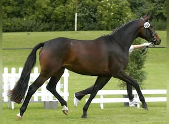 Trakehner, Merrie, 19 Jaar, 163 cm, Donkerbruin