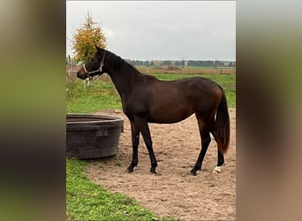 Trakehner, Merrie, 1 Jaar, 165 cm, Donkerbruin