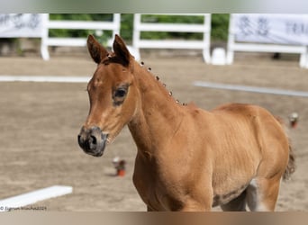 Trakehner, Merrie, 1 Jaar, 165 cm, Donkere-vos