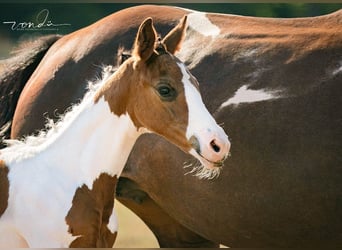 Trakehner, Merrie, 1 Jaar, 165 cm, Gevlekt-paard