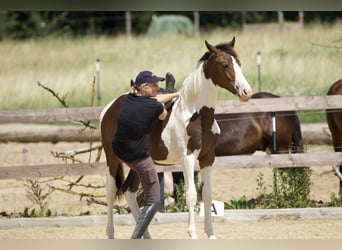 Trakehner, Merrie, 1 Jaar, 165 cm, Gevlekt-paard
