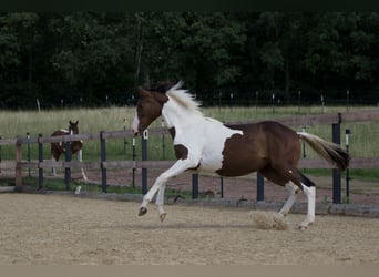 Trakehner, Merrie, 1 Jaar, 165 cm, Gevlekt-paard