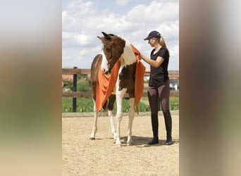 Trakehner, Merrie, 1 Jaar, 165 cm, Gevlekt-paard