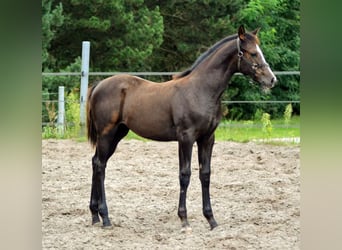 Trakehner, Merrie, 1 Jaar, 165 cm, Schimmel