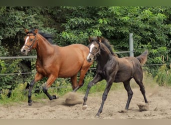 Trakehner, Merrie, 1 Jaar, 165 cm, Schimmel