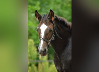 Trakehner, Merrie, 1 Jaar, 165 cm, Schimmel