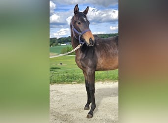 Trakehner, Merrie, 1 Jaar, 166 cm, Donkerbruin