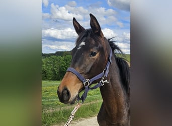 Trakehner, Merrie, 1 Jaar, 166 cm, Donkerbruin