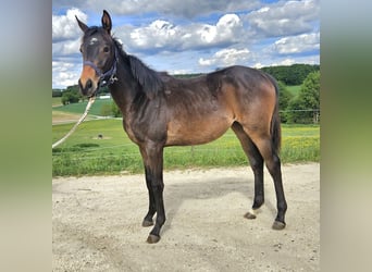 Trakehner, Merrie, 1 Jaar, 166 cm, Donkerbruin