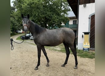 Trakehner, Merrie, 1 Jaar, 167 cm, Zwartschimmel