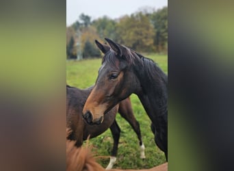 Trakehner, Merrie, 1 Jaar, 168 cm, Bruin