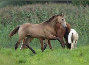 Trakehner, Merrie, 1 Jaar, 168 cm, Buckskin