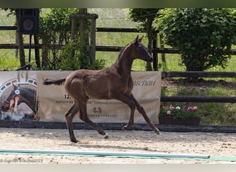 Trakehner, Merrie, 1 Jaar, 168 cm, Donkerbruin