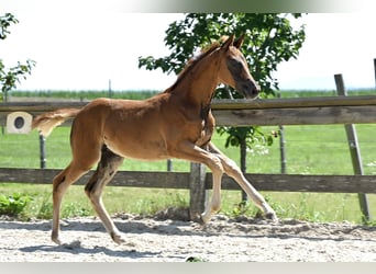 Trakehner, Merrie, 1 Jaar, 168 cm, Donkere-vos