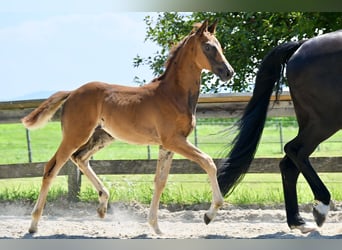 Trakehner, Merrie, 1 Jaar, 168 cm, Donkere-vos