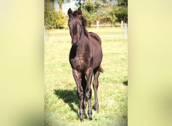 Trakehner, Merrie, 1 Jaar, 169 cm, Zwart