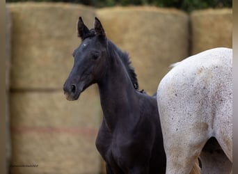 Trakehner, Merrie, 1 Jaar, 169 cm, Zwart