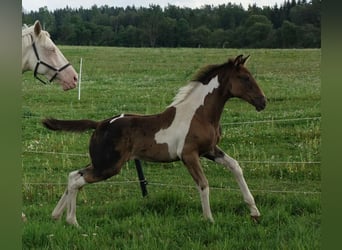 Trakehner, Merrie, 1 Jaar, 170 cm, Gevlekt-paard