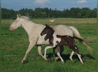 Trakehner, Merrie, 1 Jaar, 170 cm, Gevlekt-paard