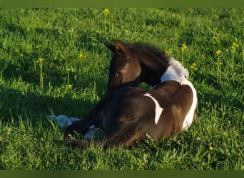 Trakehner, Merrie, 1 Jaar, 170 cm, Gevlekt-paard