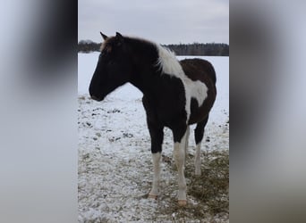 Trakehner, Merrie, 1 Jaar, 170 cm, Gevlekt-paard