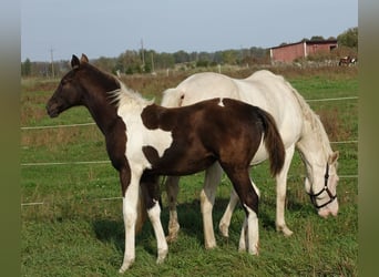 Trakehner, Merrie, 1 Jaar, 170 cm, Gevlekt-paard