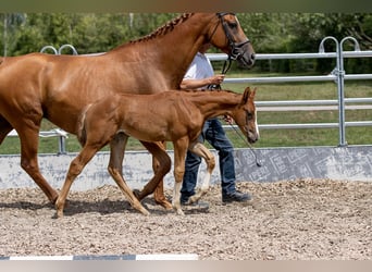 Trakehner, Merrie, 1 Jaar, 170 cm, Vos