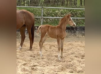 Trakehner, Merrie, 1 Jaar, 170 cm, Vos