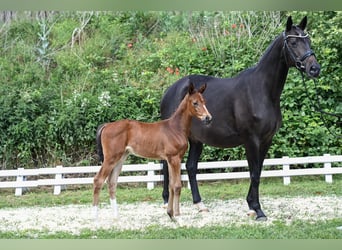 Trakehner, Merrie, 1 Jaar, Bruin